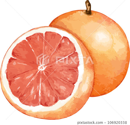 grapefruit fruit composition watercolor illustration isolated element grapefruit fruit composition watercolor illustration isolated element 106920338