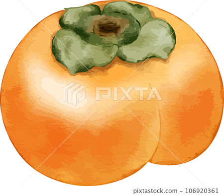 persimmon fruit watercolor illustration isolated element persimmon fruit watercolor illustration isolated element 106920361