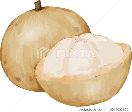 santol fruit   watercolor illustration isolated element 106920371