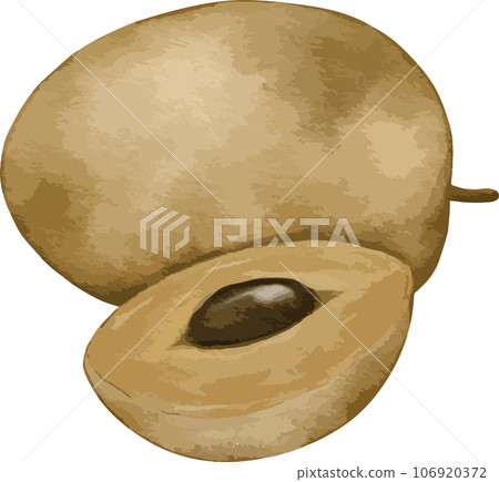 sapodilla fruit   watercolor illustration isolated element 106920372