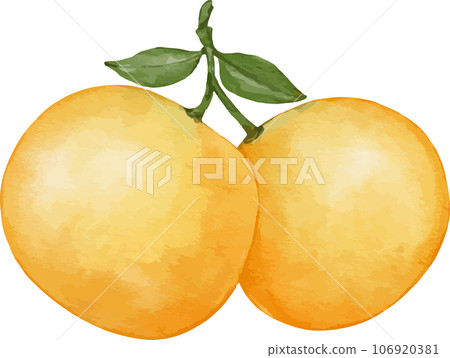 tangerines fruit watercolor illustration isolated element tangerines fruit watercolor illustration isolated element 106920381