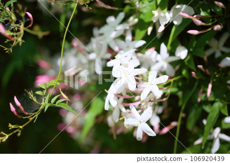 Jasmine flower white princess 106920439
