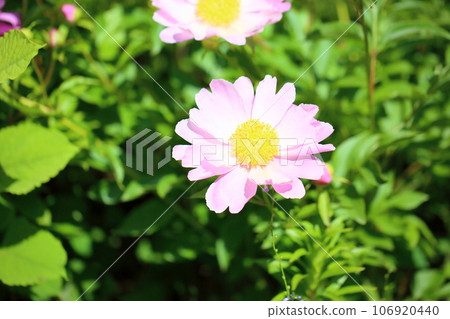 Peony of peony 106920440
