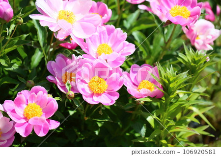 牡丹花盛開 106920581