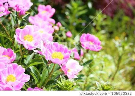 牡丹花盛開 牡丹花盛開 106920582