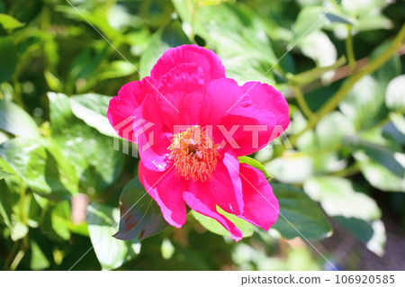 牡丹花盛開 牡丹花盛開 106920585