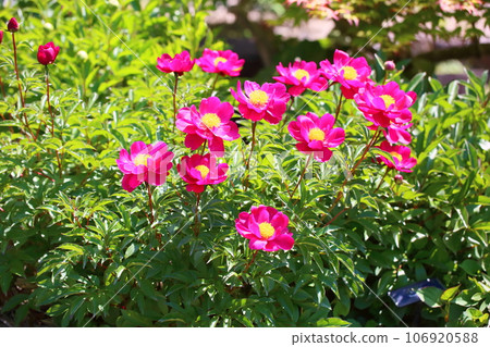 Peony flowers in full bloom Peony flowers in full bloom 106920588