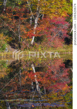 [長野縣]志賀高原荷花池中倒映的紅葉 106920674