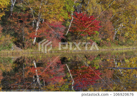 [長野縣]志賀高原荷花池中倒映的紅葉 106920676