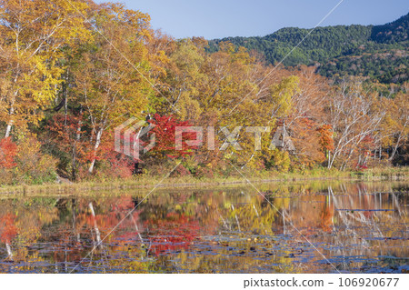 [長野縣]志賀高原荷花池中倒映的紅葉 106920677