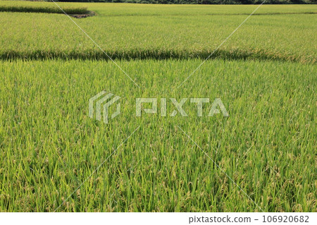 Field 0299 106920682