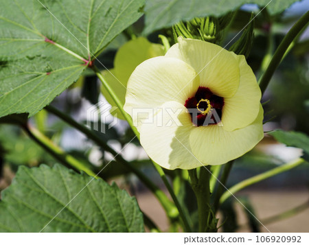 菜園裡的秋葵花正盛開 菜園裡的秋葵花正盛開 106920992
