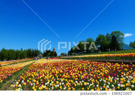 在瀧野suzuran公園的一個花田 106921007