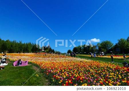 在瀧野suzuran公園的一個花田 在瀧野suzuran公園的一個花田 106921010