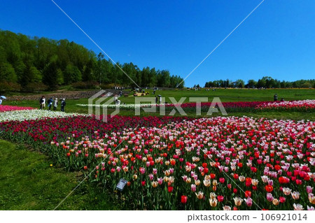 A flower field in Takino Suzuran Park 106921014