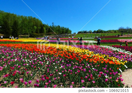 A flower field in Takino Suzuran Park A flower field in Takino Suzuran Park 106921015