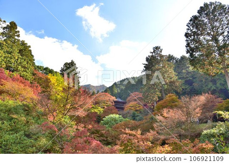 Autumn leaves at Takagenji Temple, one of Tanba's most famous temples 106921109