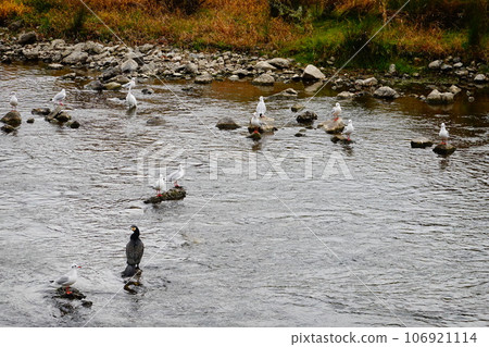 Kyoto Kamogawa river and birds scenery Kyoto Kamogawa river and birds scenery 106921114