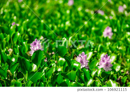 水葫蘆02 106921115