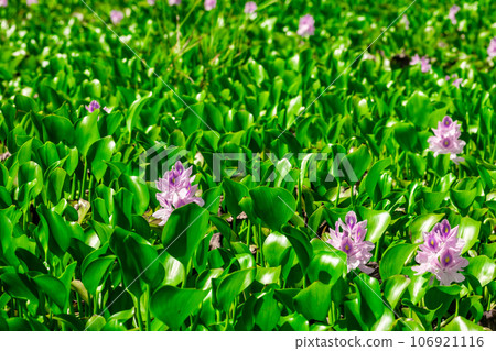 Water hyacinth 03 106921116