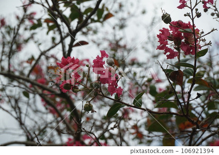 修善寺的紫薇 106921394