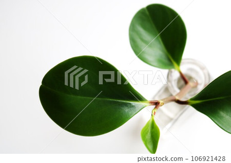 治療室內植物椒鹽背景 106921428