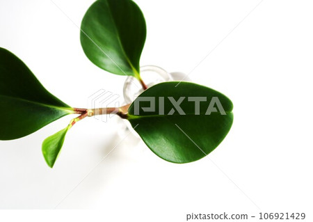 Healing houseplant Peperomia background 106921429