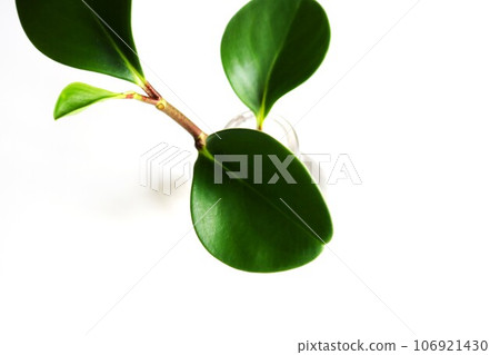 Healing houseplant Peperomia background 106921430