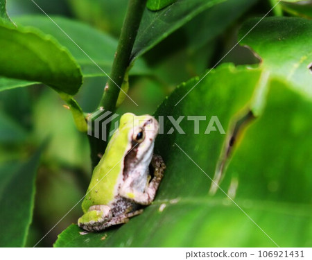 A tree frog sitting on a lime leaf on an autumn day 106921431