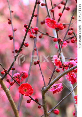 紅梅花 106921435