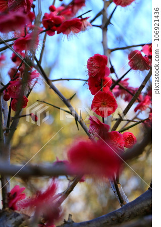 紅色新手花 106921436