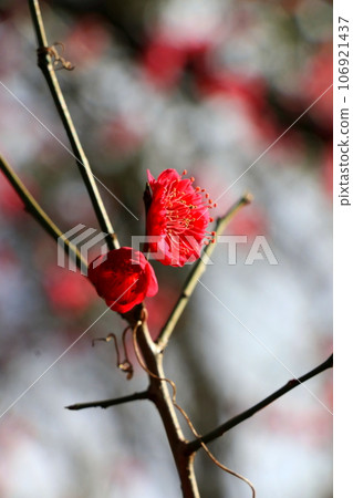紅梅花只綻放 106921437