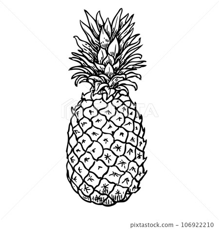 Pineapple black sketch Pineapple black sketch 106922210