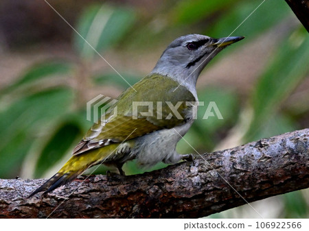 棲息在樹枝上的稀有啄木鳥 棲息在樹枝上的稀有啄木鳥 106922566