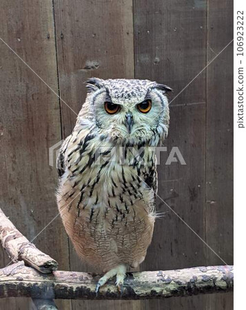 Owl looking into the distance Owl looking into the distance 106923222