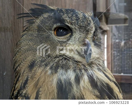Owl with sharp eyes Owl with sharp eyes 106923228