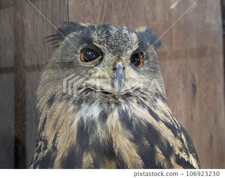 Owl with sharp eyes Owl with sharp eyes 106923230