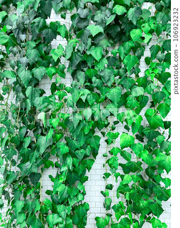 白牆前懸掛著深綠色常春藤葉和藤蔓的牆壁綠化垂直背景圖像 白牆前懸掛著深綠色常春藤葉和藤蔓的牆壁綠化垂直背景圖像 106923232