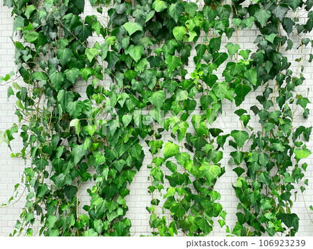 Horizontal background image of wall greening with young green ivy leaves and vines hanging in front of a white wall Horizontal background image of wall greening with young green ivy leaves and vines hanging in front of a white wall 106923239