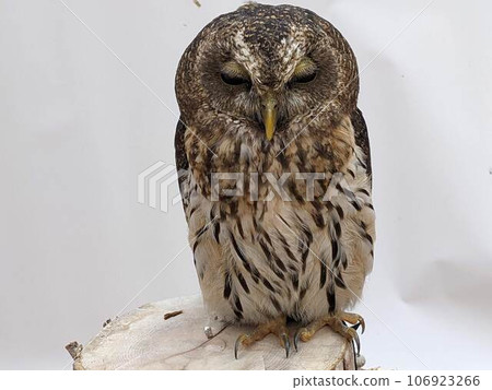 owl's sharp gaze owl's sharp gaze 106923266