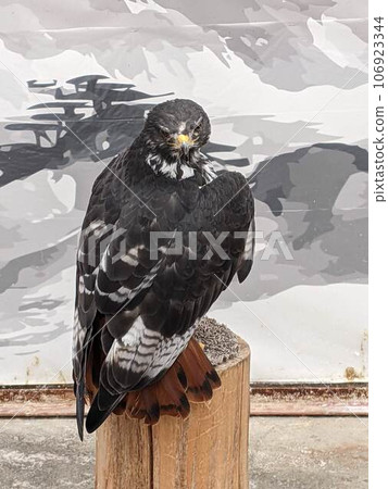 Harris Hawk 106923344