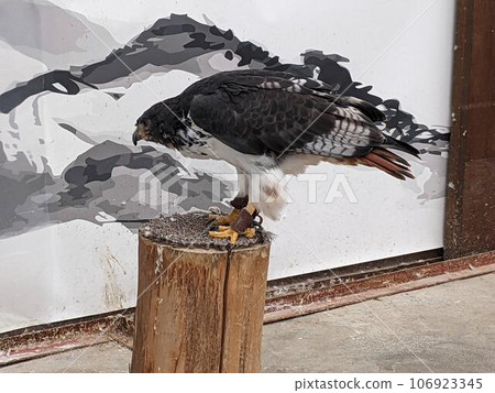 Harris Hawk 106923345