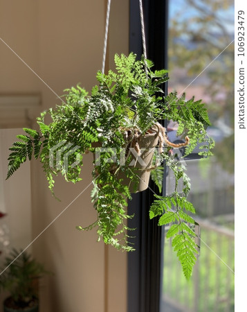 葉子植物 葉子植物 106923479