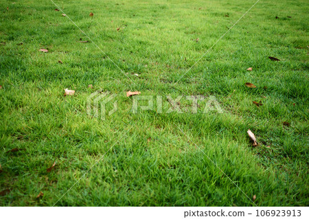 Fallen leaves on the lawn 106923913