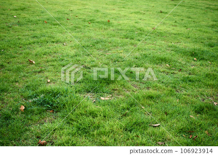 草坪/落葉 106923914