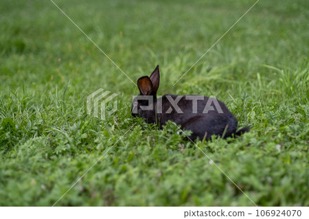 Black rabbit on green grass eat grass. Rabbit with big ears walking in the garden on the lawn. There is a free space for texter in the photo. Black rabbit on green grass eat grass. Rabbit with big ears walking in the garden on the lawn. There is a free space for texter in the photo. 106924070