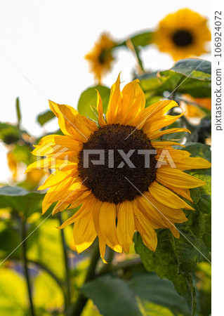 A beautiful sunflower with long yellow petals in the field. Calm tranquil moment in countryside. Sunflower growing in evening field. Atmospheric summer wallpaper, space for text 106924072