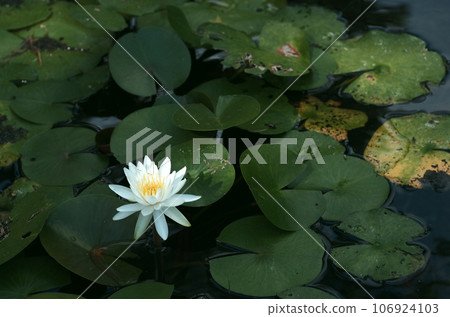 當我走到池塘邊時，一陣宜人的微風吹過我的身子。睡蓮盛開，彷彿在遺憾夏天。 106924103