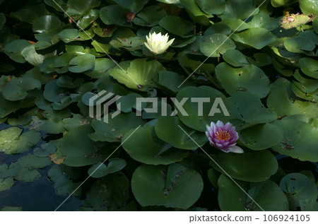 當我走到池塘邊時,一陣宜人的微風吹過我的身子。睡蓮盛開,彷彿在遺憾夏天。 當我走到池塘邊時,一陣宜人的微風吹過我的身子。睡蓮盛開,彷彿在遺憾夏天。 106924105