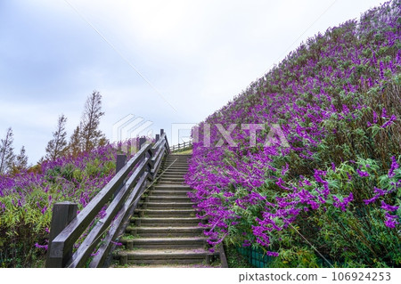 七彩紫晶鼠尾草盛開的景象 七彩紫晶鼠尾草盛開的景象 106924253